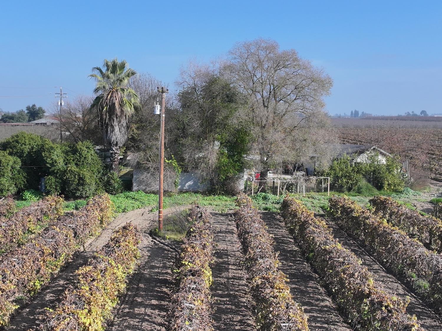 4801 East Parlier Avenue Fowler, CA 93625 - Photo 36 of 52 a view of a forest filled with trees
