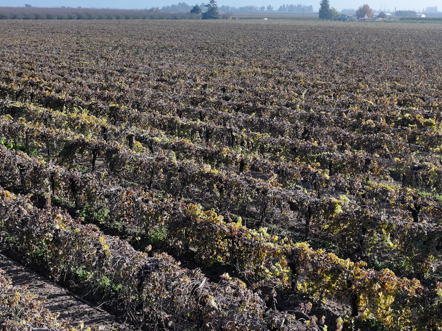 4801 East Parlier Avenue Fowler, CA 93625 - Photo 38 of 52 a view of a dry yard