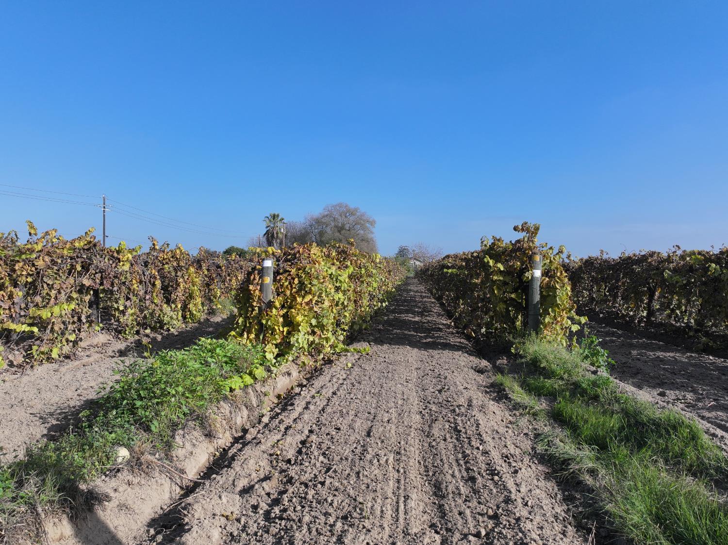 4801 East Parlier Avenue Fowler, CA 93625 - Photo 43 of 52 a view of a pathway both side of grassy field with trees