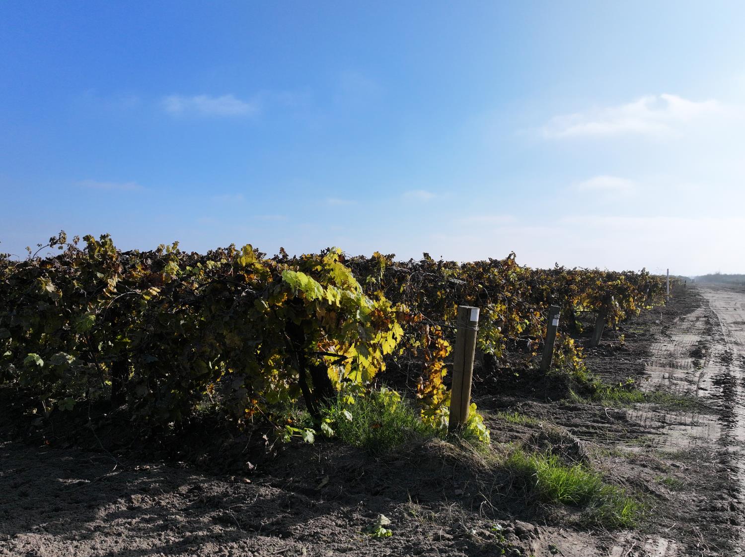 4801 East Parlier Avenue Fowler, CA 93625 - Photo 46 of 52 a view of a city with lush green forest
