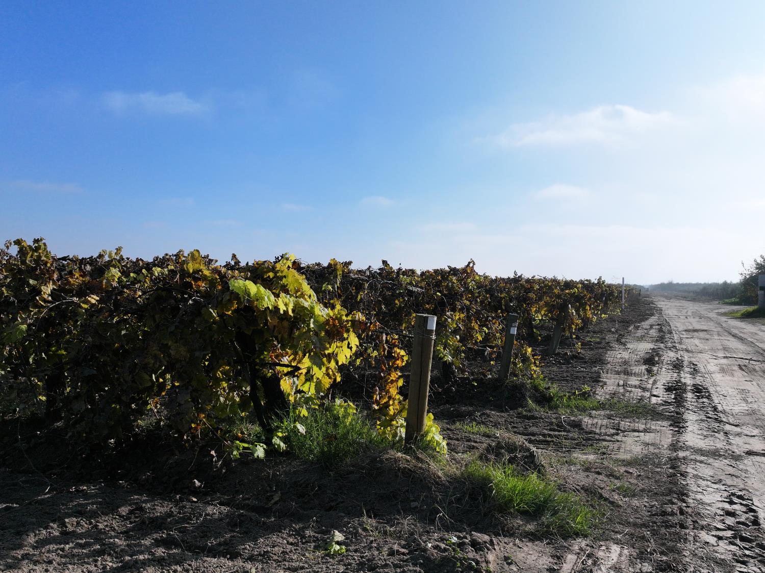 4801 East Parlier Avenue Fowler, CA 93625 - Photo 47 of 52 a view of a yard