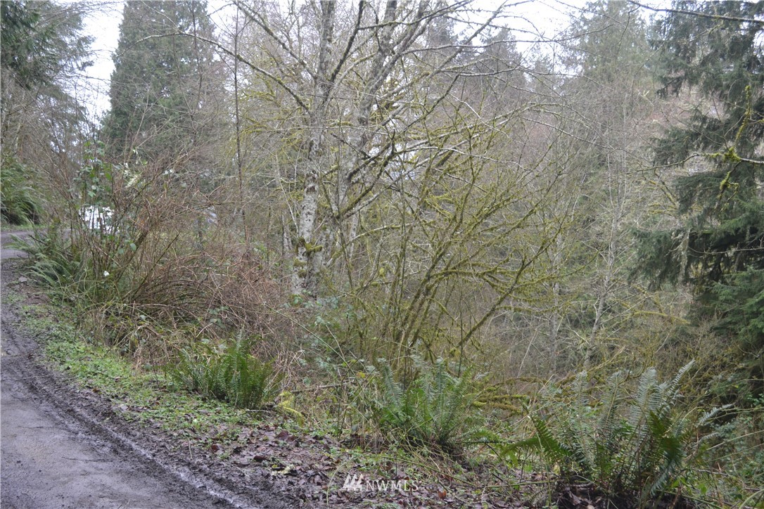 0 Coyote Canyon Road Kelso, WA 98626 - Photo 6 of 10 Gallery Image 6