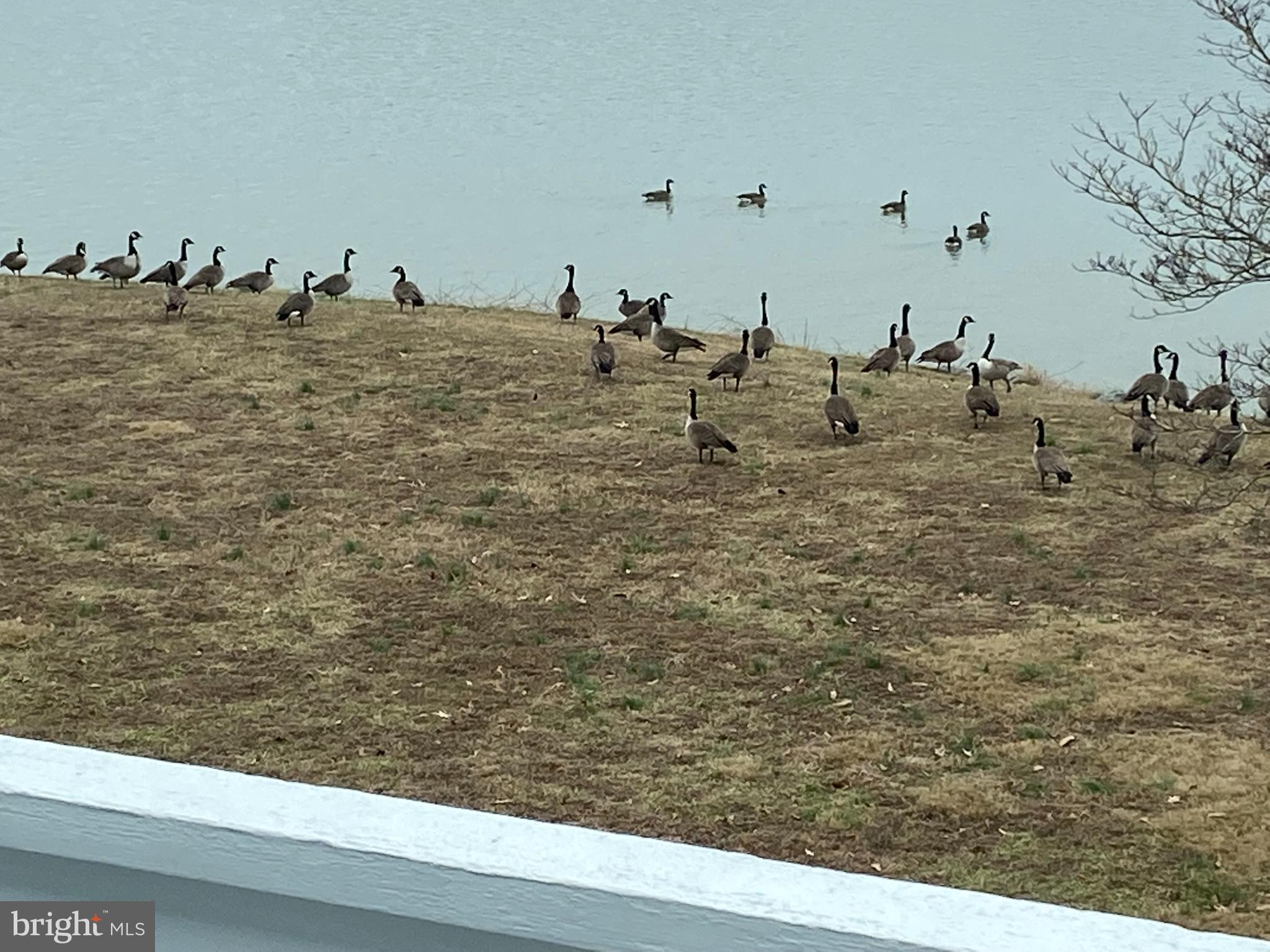 visitors from Canada