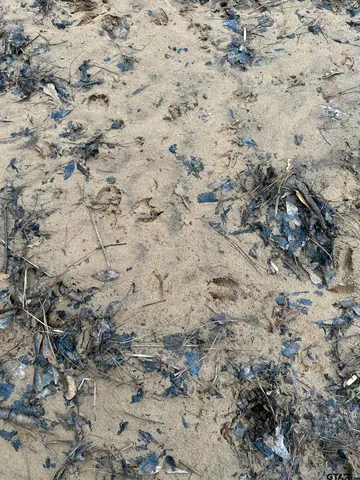 a view of a dry yard