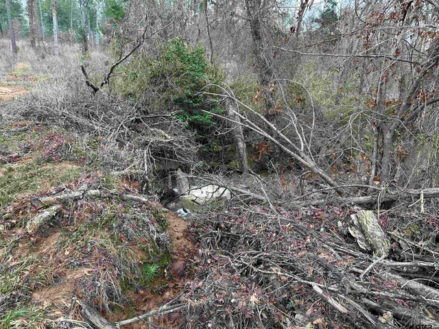 a view of a forest with trees