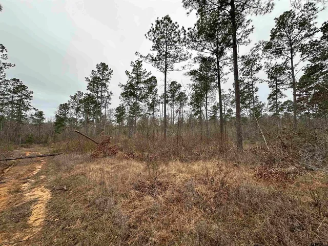 a view of a lake with lots of trees