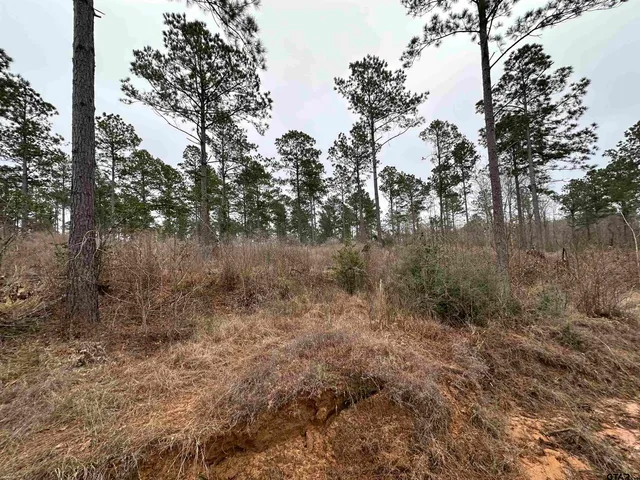 a view of a forest with trees in the background