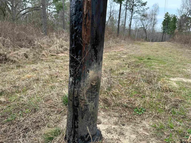 a view of a yard with trees