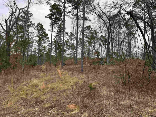 a view of a forest with trees in the background