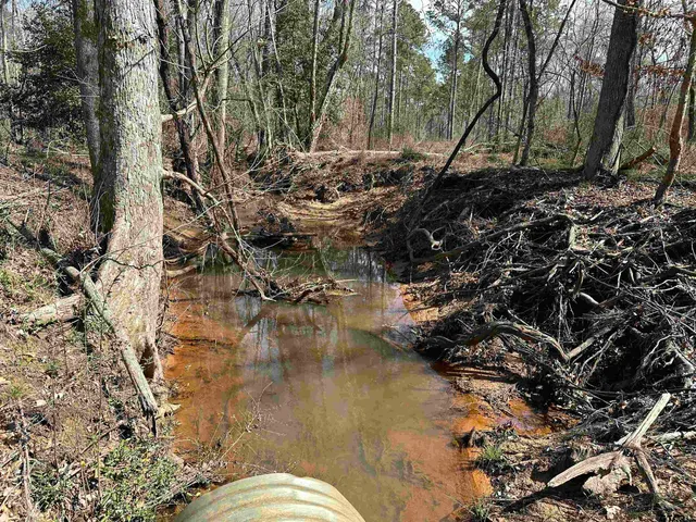 a view of a forest filled with trees