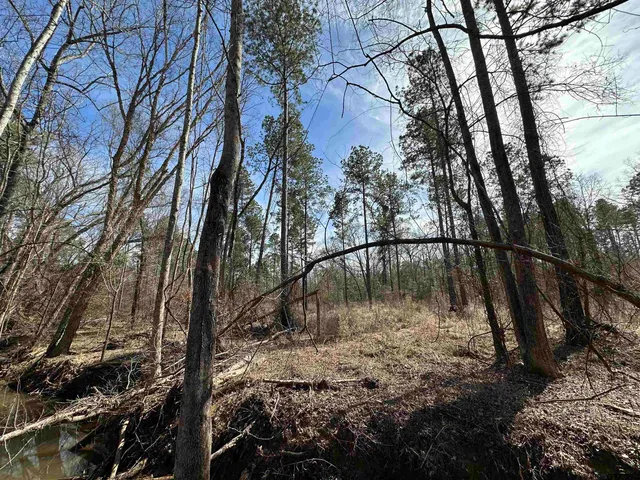 a view of a forest with lots of trees