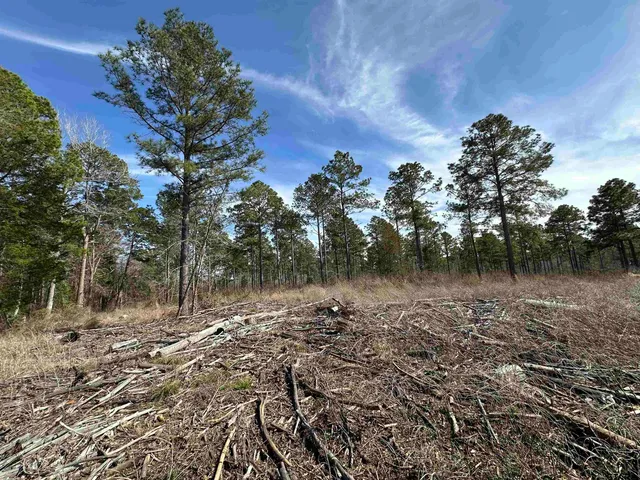 a view of a forest with trees in the background