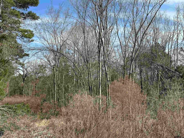 a view of a forest with trees in the background