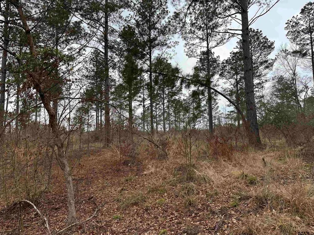 a view of a forest with trees in the background