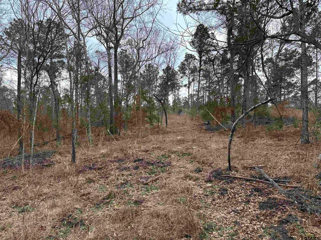 a view of a forest filled with trees