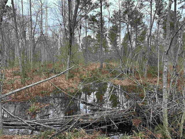 a view of a forest with a tree