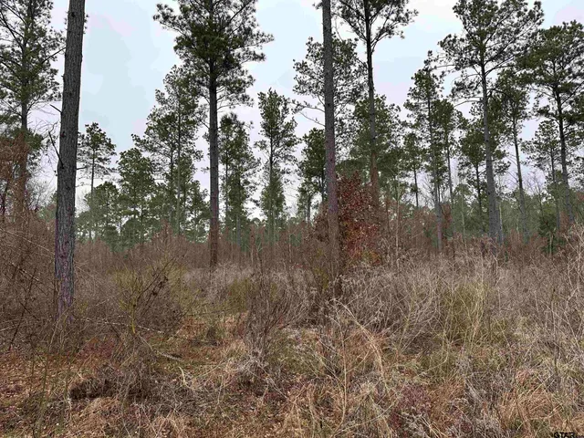 a view of a forest with trees in the background