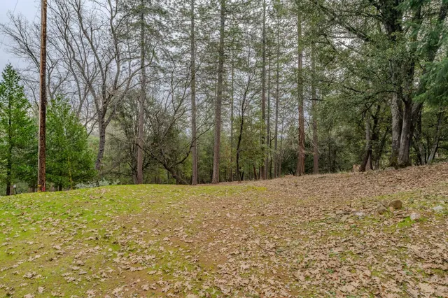 a big yard with trees in the background