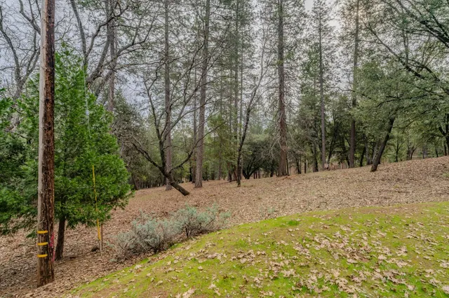 a view of a yard with large trees