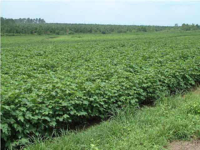 5600 State Road Walnut Hill, FL 32568 - Photo 2 of 3 Cropland