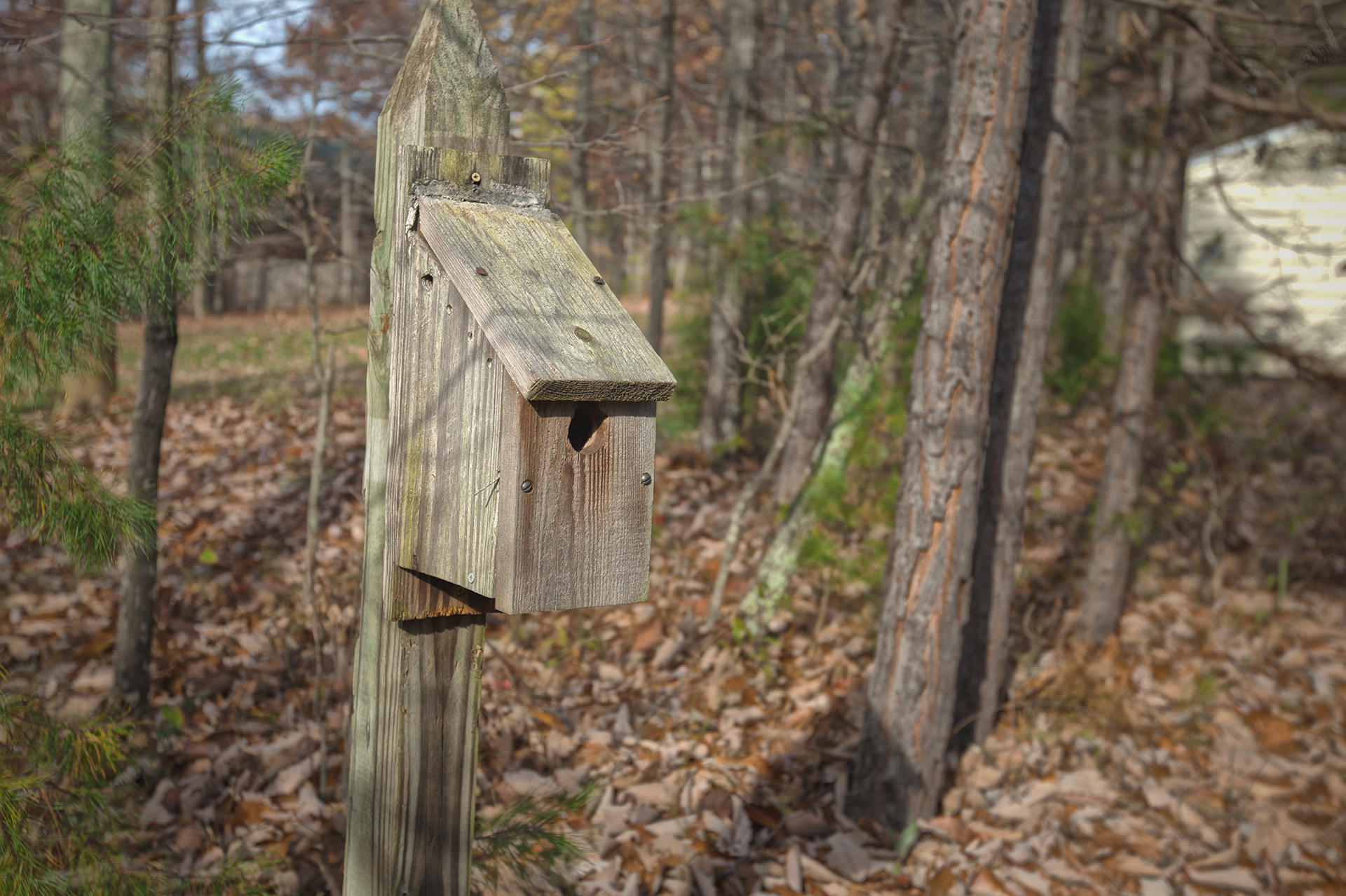 105 Cobblestone Drive Blue Ridge, VA 24064 - Photo 20 of 28 Enjoy nature