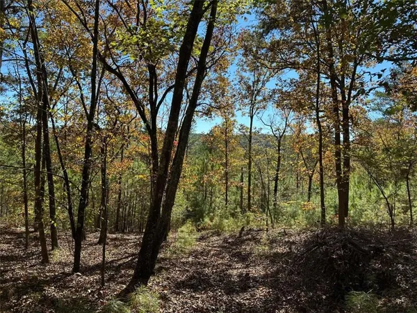 a view of forest