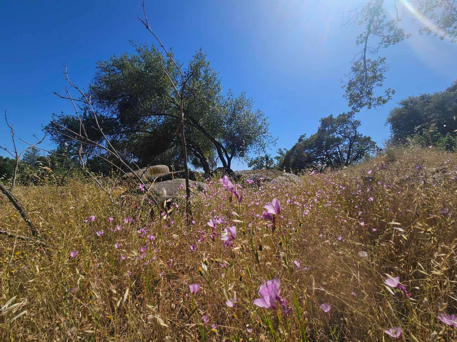 0 Ashworth Road Mariposa, CA 95338 - Photo 16 of 22 Gallery Image 16