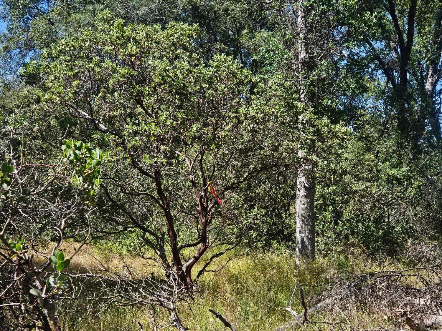 0 Ashworth Road Mariposa, CA 95338 - Photo 8 of 22 Gallery Image 8