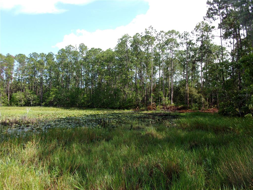 Deep Woods Road DeLand, FL 32720 - Photo 13 of 64
