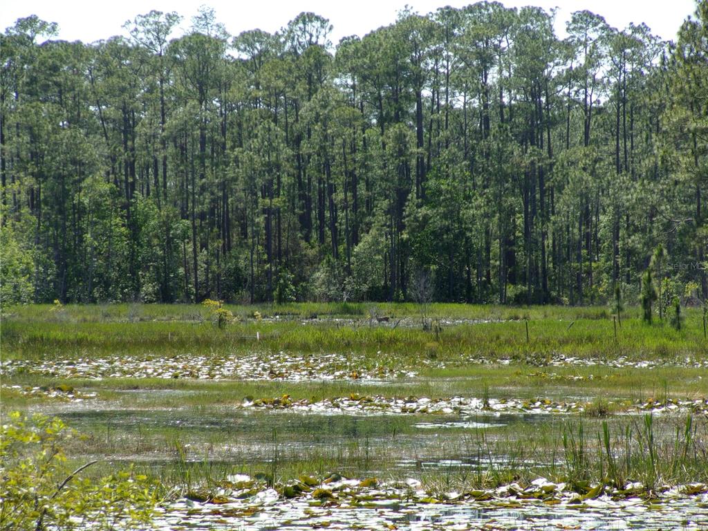 Deep Woods Road DeLand, FL 32720 - Photo 21 of 64