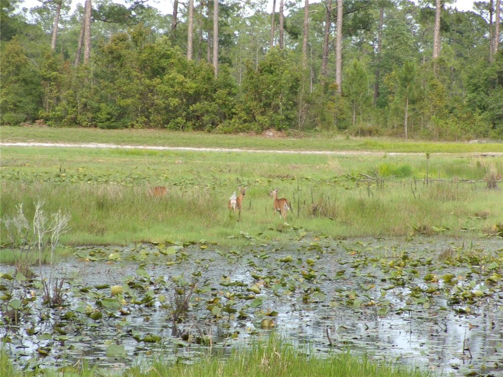 Deep Woods Road DeLand, FL 32720 - Photo 25 of 64