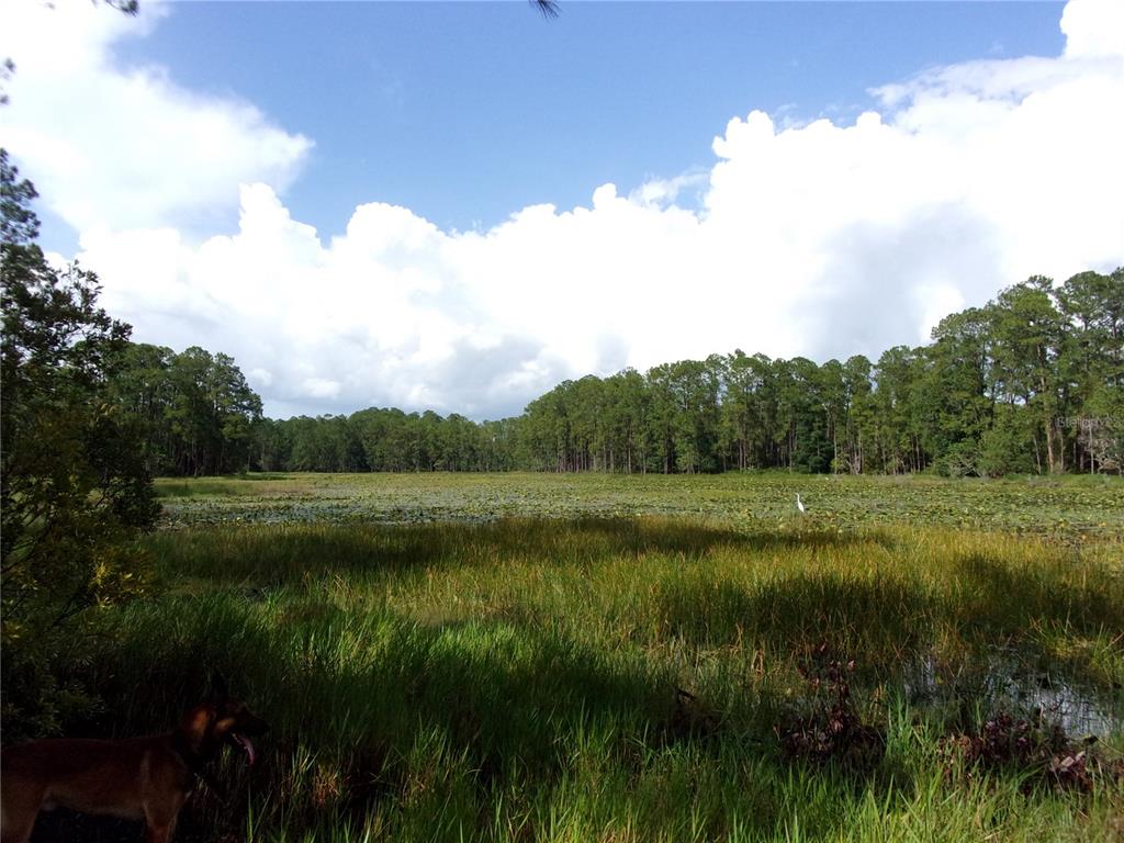 Deep Woods Road DeLand, FL 32720 - Photo 35 of 64