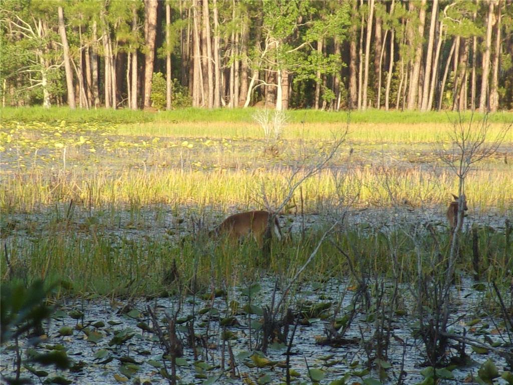 Deep Woods Road DeLand, FL 32720 - Photo 10 of 64