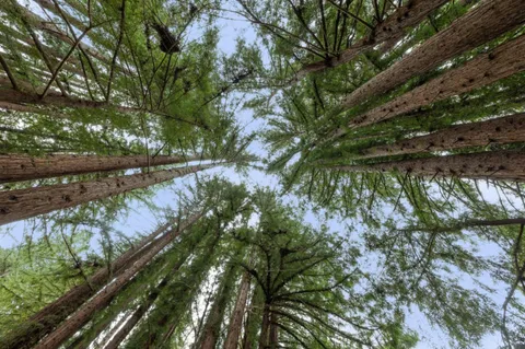 $29,500,000 | 100 CaƱada Road, Woodside, CA 94062