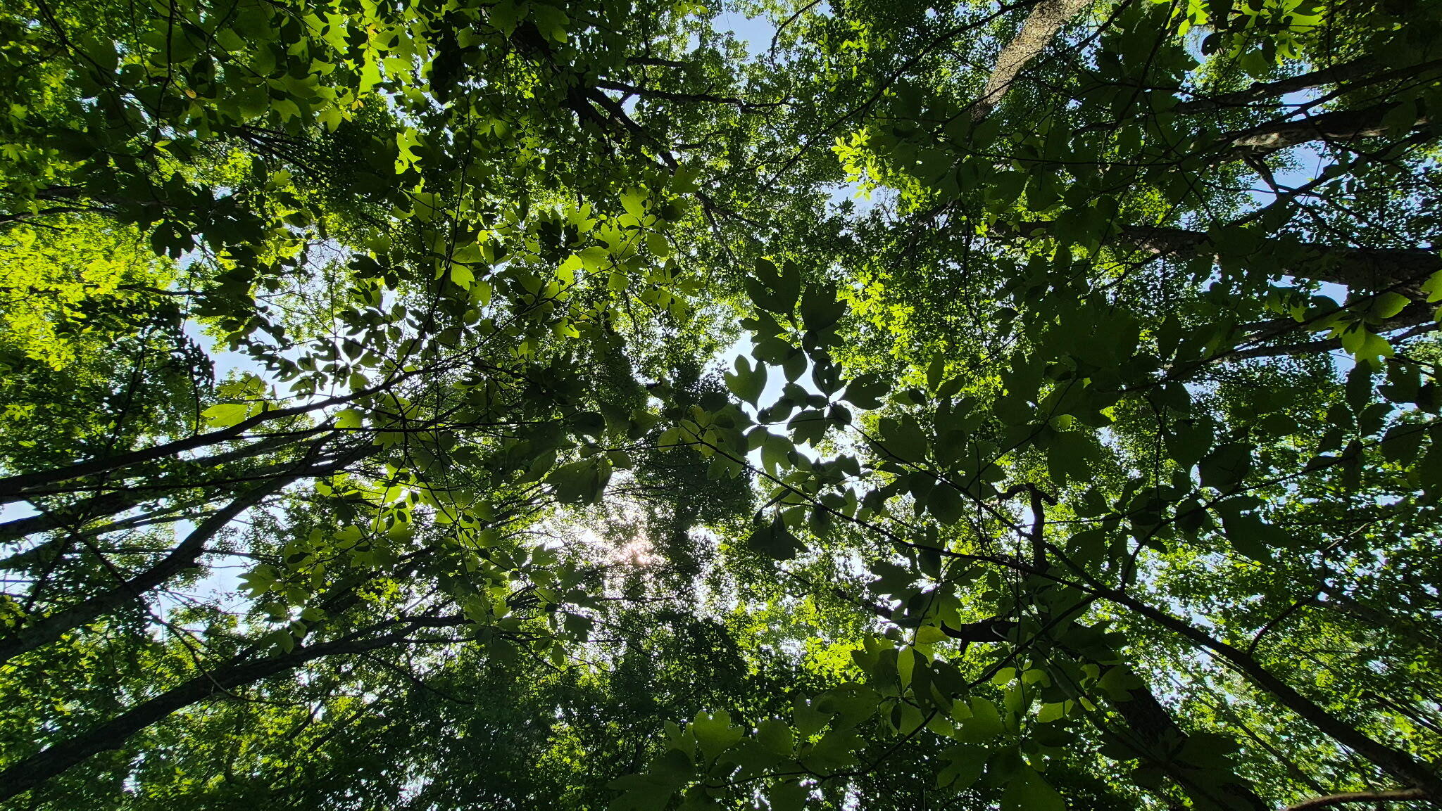 1255 Cherokee Path, Unit JF257 Jasper, TN 37347 - Photo 15 of 45 6657524175577868846