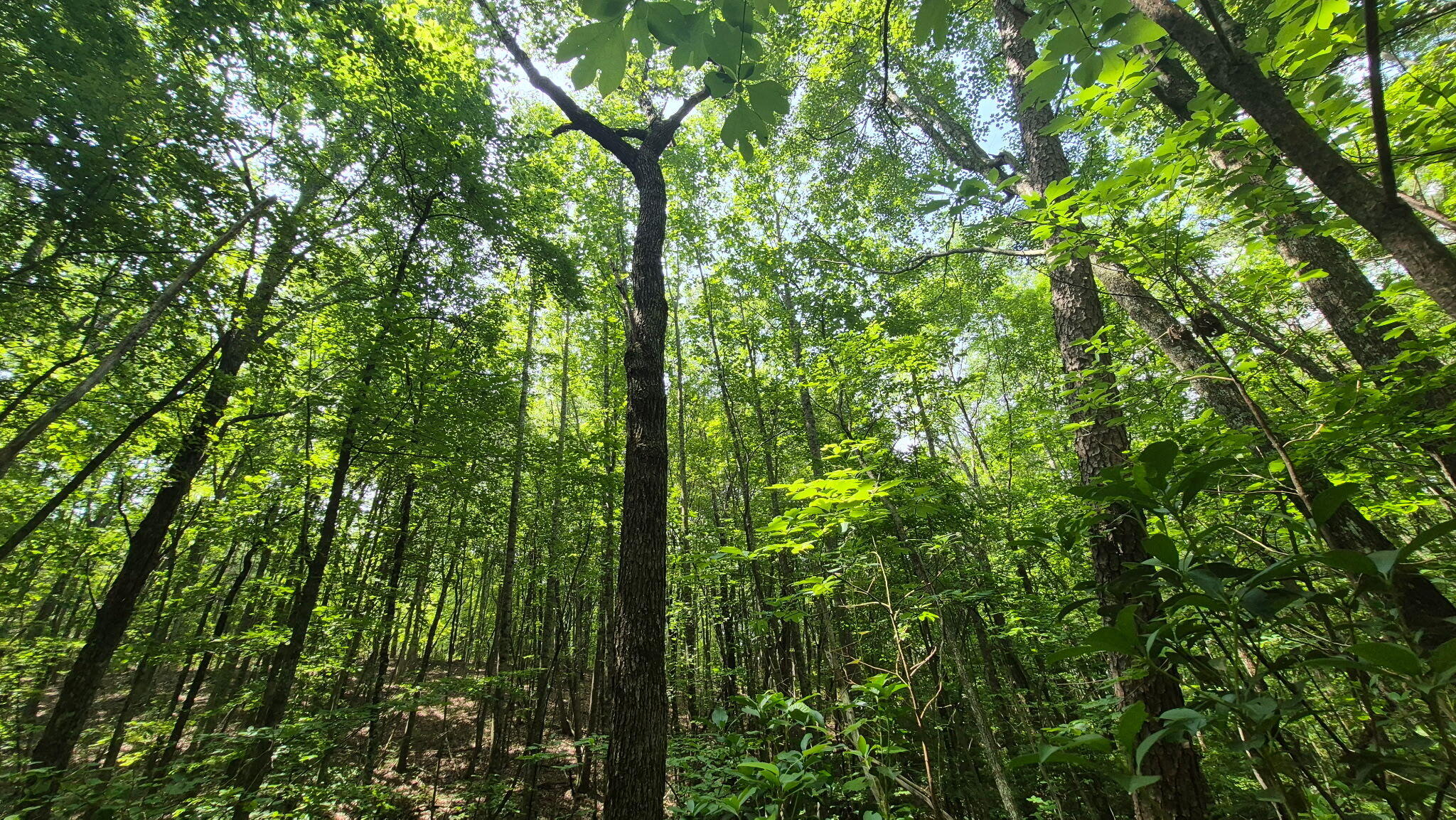 1255 Cherokee Path, Unit JF257 Jasper, TN 37347 - Photo 16 of 45 8060003210661888277