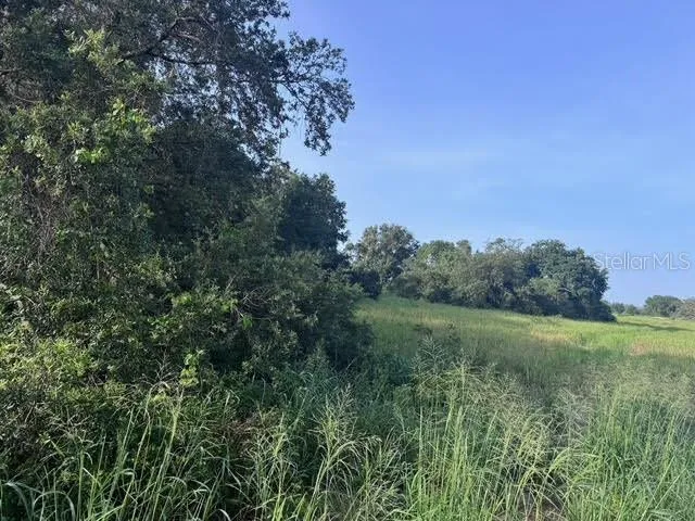 a view of a big yard with a large tree and plants