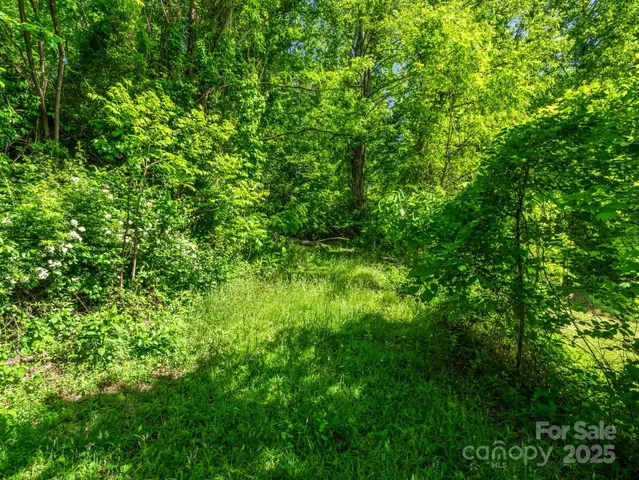 a view of a lush green forest