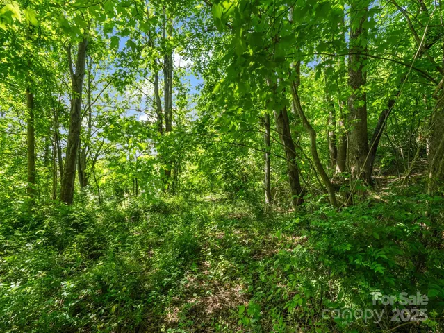 a view of a lush green forest