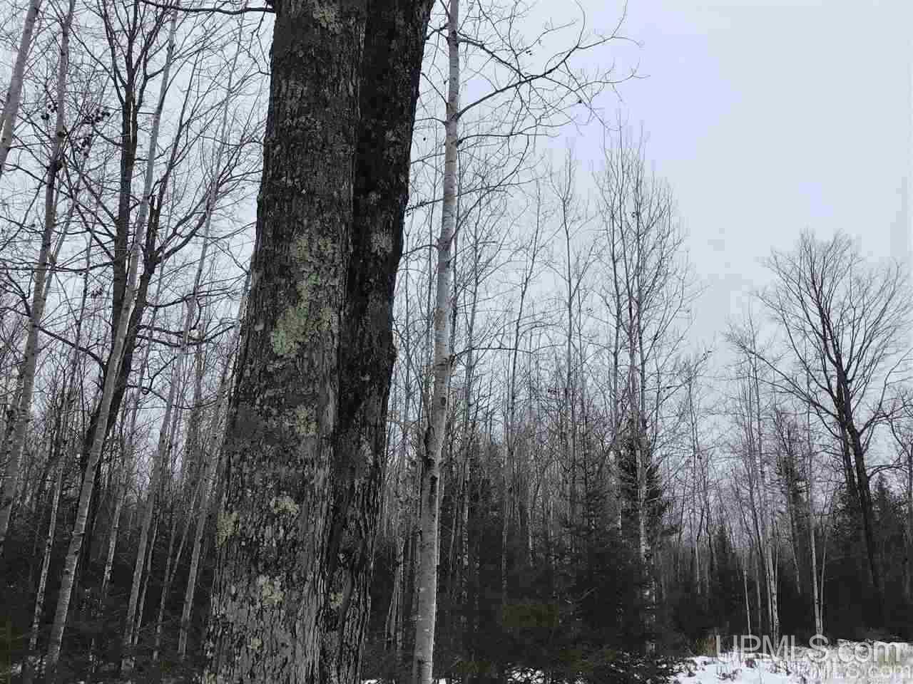 Tbd Swamp Road Powers, MI 49874 - Photo 7 of 30