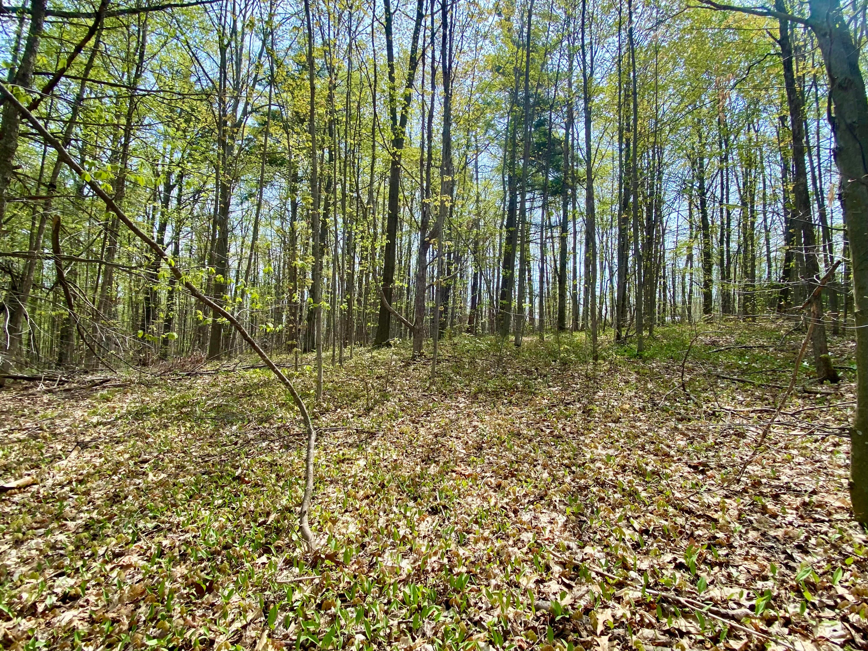 9.49-ac Hayes Tower Road Gaylord, MI 49735 - Photo 9 of 16 5