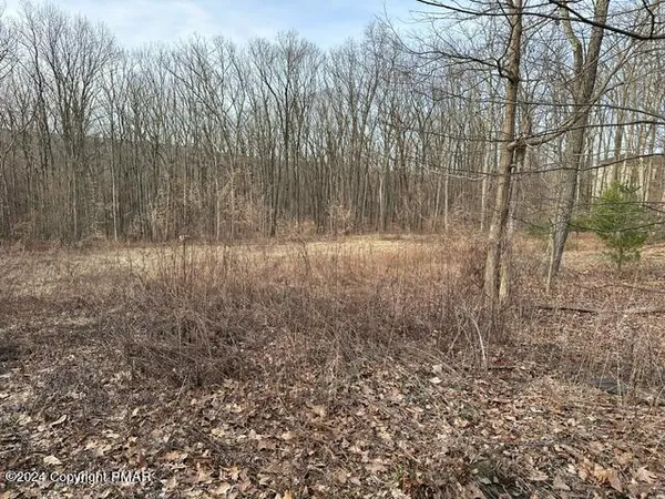 a view of forest
