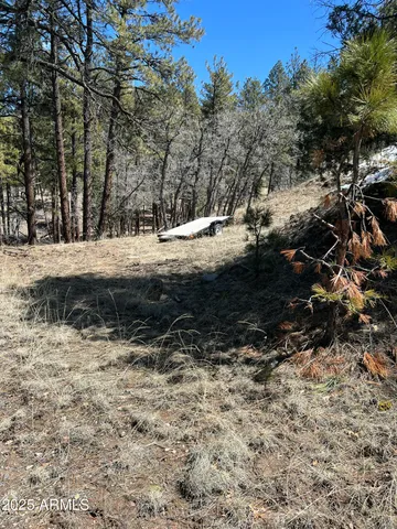 a view of a yard with a large tree