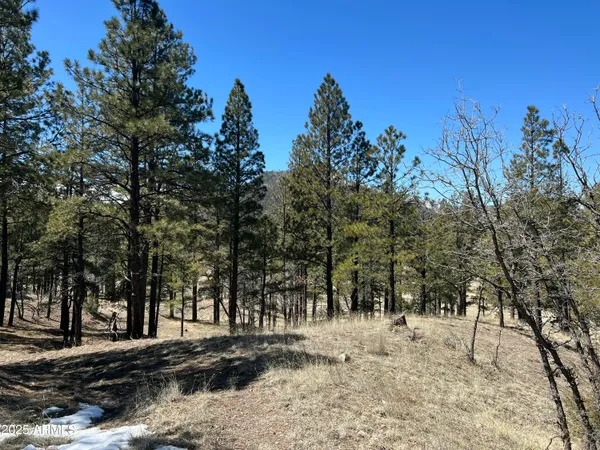 a view of a yard with trees