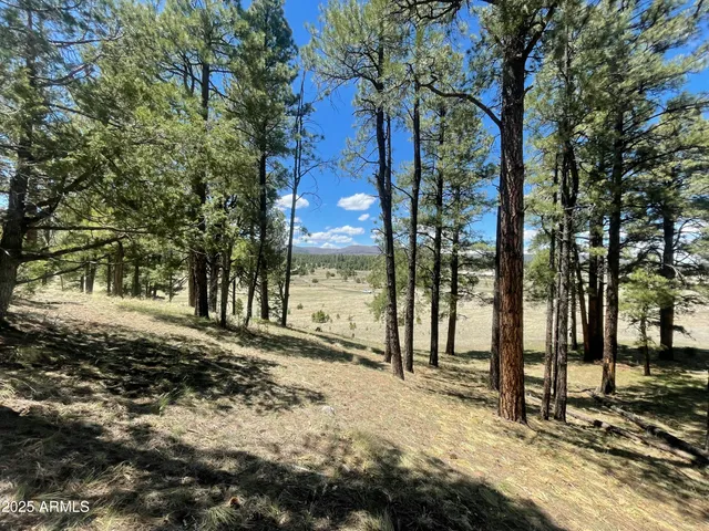 a view of a yard with trees