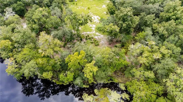 a view of a big yard with plants and large trees