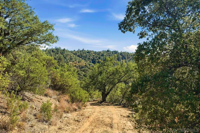 a view of a dry yard with trees