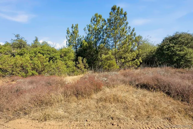 a view of a yard with a tree