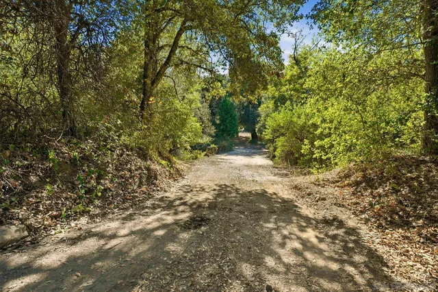 a view of a yard with trees