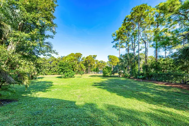 a view of a big yard with plants and large trees